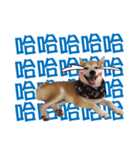 Handsome shiba（個別スタンプ：7）