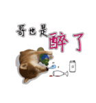 Handsome shiba（個別スタンプ：8）