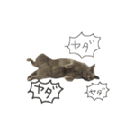 うちのきまぐれねこさん1（個別スタンプ：6）