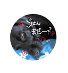 チロとドル  ~私の友達~（個別スタンプ：3）