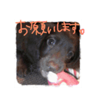 我が家のワンニャン（個別スタンプ：5）