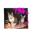我が家のワンニャン（個別スタンプ：7）