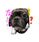 我が家のワンニャン（個別スタンプ：9）