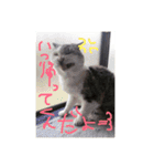 我が家のワンニャン（個別スタンプ：15）