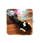 我が家のワンニャン（個別スタンプ：16）