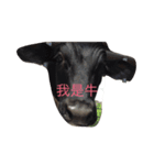 there baby baby（個別スタンプ：10）