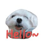 Maltese's daily（個別スタンプ：1）