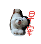 Maltese's daily（個別スタンプ：2）