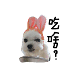 Maltese's daily（個別スタンプ：3）