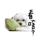 Maltese's daily（個別スタンプ：4）