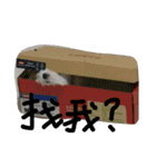 Maltese's daily（個別スタンプ：6）