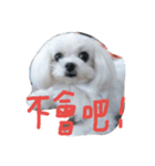 Maltese's daily（個別スタンプ：7）