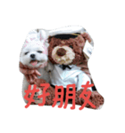 Maltese's daily（個別スタンプ：8）