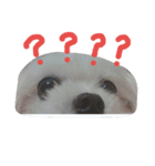 Maltese's daily（個別スタンプ：11）