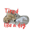 Maltese's daily（個別スタンプ：13）