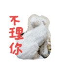 Maltese's daily（個別スタンプ：14）
