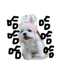 Maltese's daily（個別スタンプ：16）