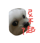 Maltese's daily（個別スタンプ：17）