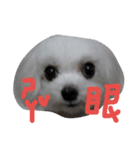 Maltese's daily（個別スタンプ：18）