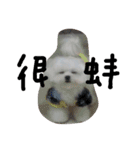 Maltese's daily（個別スタンプ：19）