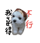 Maltese's daily（個別スタンプ：20）