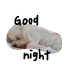 Maltese's daily（個別スタンプ：23）