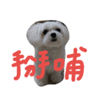 Maltese's daily（個別スタンプ：24）