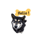秋田犬・柴犬スタンプ（個別スタンプ：2）