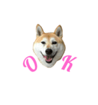 柴犬すず（個別スタンプ：1）
