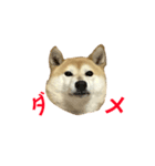 柴犬すず（個別スタンプ：2）