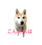 柴犬すず（個別スタンプ：3）