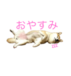 柴犬すず（個別スタンプ：4）