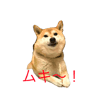 柴犬すず（個別スタンプ：6）