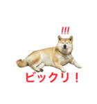 柴犬すず（個別スタンプ：7）