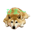 柴犬すず（個別スタンプ：8）