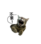 catx5（個別スタンプ：1）