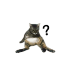 catx5（個別スタンプ：2）