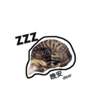catx5（個別スタンプ：3）