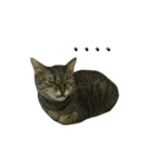 catx5（個別スタンプ：4）