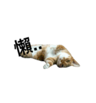 catx5（個別スタンプ：5）