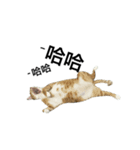 catx5（個別スタンプ：6）
