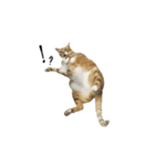 catx5（個別スタンプ：8）
