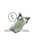 catx5（個別スタンプ：9）