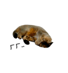 catx5（個別スタンプ：15）