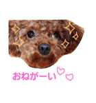 chocomi（個別スタンプ：2）