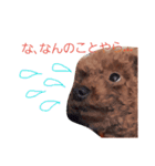 chocomi（個別スタンプ：4）