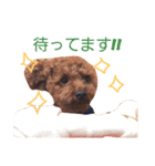 chocomi（個別スタンプ：5）