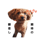 chocomi（個別スタンプ：11）