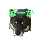 忠犬クロ公（個別スタンプ：3）