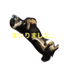 忠犬クロ公（個別スタンプ：4）